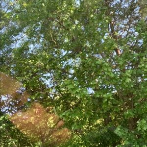 Meet your Posher, Amiyah